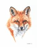 Red Fox portrait-sold